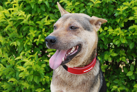 Our fierce guard dog – Nikon